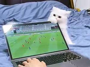 猫都不看！宠物猫咬坏播放国足比赛的电脑屏幕
